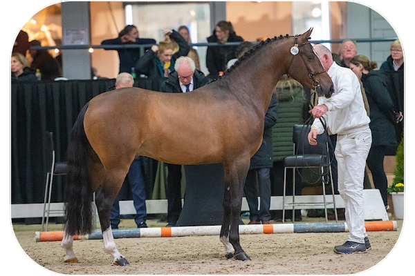 Reitland's Sir Obama - goedgekeurde Welsh Part Bred dekhengst bij het Nederlands Welsh Pony & Cob Stamboek