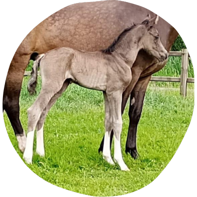 Steerwolde's Chardon