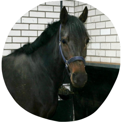 Steerwolde's Celyn
